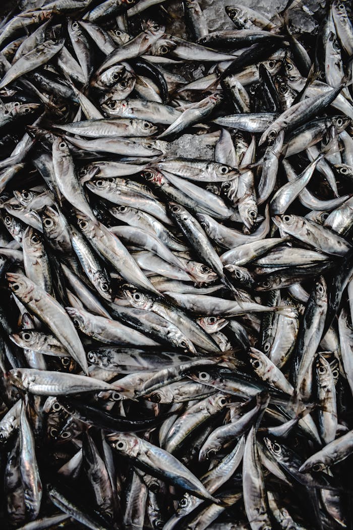 A top view of fresh sardines piled together at Funchal's bustling fish market in Madeira, Portugal.
